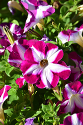 ColorWorks Ruby Star Petunia (Petunia 'ColorWorks Ruby Star') at Lakeshore Garden Centres
