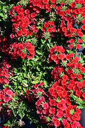 Empress Sun Red Verbena (Verbena 'Empress Sun Red') at Lakeshore Garden Centres