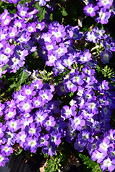 Empress Sun Lavender Charme Verbena (Verbena 'Empress Sun Lavender Charme') at A Very Successful Garden Center