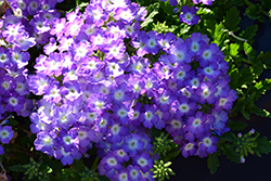 Empress Sun Lavender Charme Verbena (Verbena 'Empress Sun Lavender Charme') at Lakeshore Garden Centres