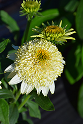 Puff Vanilla Coneflower (Echinacea 'TNECHPV') at A Very Successful Garden Center