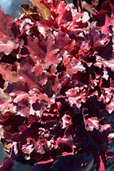 Forever Red Coral Bells (Heuchera 'Forever Red') at Stonegate Gardens