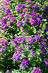 Obsession Cascade Purple Shades with Eye (Verbena 'Obsession Cascade Purple Shades with Eye') at A Very Successful Garden Center