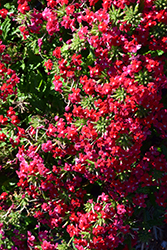 Obsession Cascade Red with Eye (Verbena 'Obsession Cascade Red with Eye') at A Very Successful Garden Center