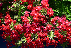 Obsession Cascade Red with Eye (Verbena 'Obsession Cascade Red with Eye') at Lakeshore Garden Centres