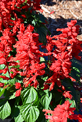 Mojave Red Salvia (Salvia splendens 'Mojave Red') at A Very Successful Garden Center