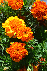 Bonanza Bolero Marigold (Tagetes patula 'PAS1197788') at A Very Successful Garden Center