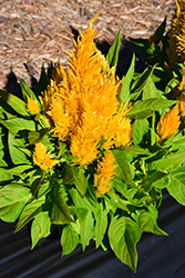 First Flame Yellow Celosia (Celosia 'First Flame Yellow') at A Very Successful Garden Center