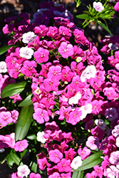 Jolt Pink Magic Pinks (Dianthus 'PAS1141435') at Lakeshore Garden Centres