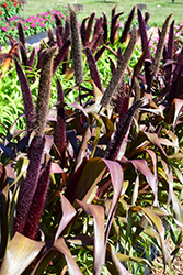 Copper Prince Millet (Pennisetum glaucum 'Copper Prince') at A Very Successful Garden Center