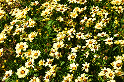 UpTick Cream and Red Tickseed (Coreopsis 'Balupteamed') at Lakeshore Garden Centres