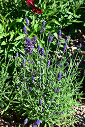 Lavance Deep Purple Lavender (Lavandula angustifolia 'Lavance Deep Purple') at A Very Successful Garden Center