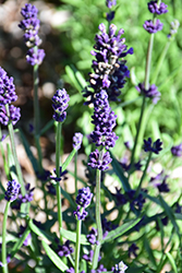 Lavance Deep Purple Lavender (Lavandula angustifolia 'Lavance Deep Purple') at Stonegate Gardens