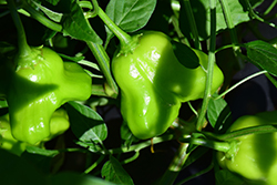 Mad Hatter Pepper (Capsicum baccatum 'Mad Hatter') at A Very Successful Garden Center