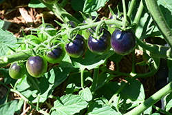 Midnight Snack Tomato (Solanum lycopersicum 'Midnight Snack') at A Very Successful Garden Center