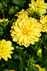 Dalaya Yellow 18 Dahlia (Dahlia 'KLEDH17008') at A Very Successful Garden Center