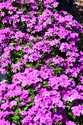Gisele Violet Phlox (Phlox 'KAZI14828') at A Very Successful Garden Center