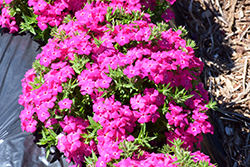 Gisele Hot Pink Phlox (Phlox 'KAZI14826') at A Very Successful Garden Center