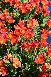 Colorita Amina Alstroemeria (Alstroemeria 'Zapriamin') at Lakeshore Garden Centres