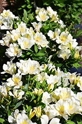 Colorita Claire Alstroemeria (Alstroemeria 'Zapriclair') at A Very Successful Garden Center