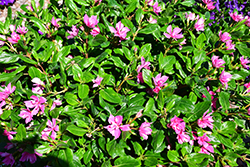 Soiree Kawaii Double Pink Vinca (Catharanthus roseus 'Soiree Kawaii Double Pink') at Lakeshore Garden Centres