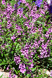 Sungelonia Pink Angelonia (Angelonia angustifolia 'Sungelonia Pink') at A Very Successful Garden Center