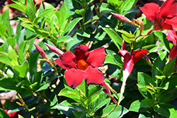 Sun Parasol Garden Crimson Mandevilla (Mandevilla 'Sun Parasol Garden Crimson') at A Very Successful Garden Center