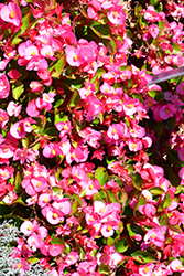 Sprint Plus Rose Begonia (Begonia 'Sprint Plus Rose') at A Very Successful Garden Center