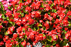 Sprint Plus Red Begonia (Begonia 'Sprint Plus Red') at Lakeshore Garden Centres