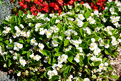 Sprint Plus White Begonia (Begonia 'Sprint Plus White') at A Very Successful Garden Center