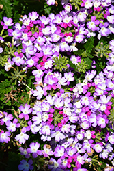 BeBop Lavender Verbena (Verbena 'KLEVP13452') at A Very Successful Garden Center