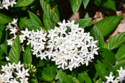 HoneyCluster White Star Flower (Pentas lanceolata 'Honey Cluster White') at Lakeshore Garden Centres