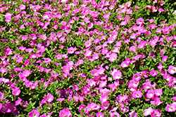 Opera Supreme Pink Morn Petunia (Petunia 'Opera Supreme Pink Morn') at A Very Successful Garden Center