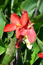 South Pacific Salmon Canna (Canna 'South Pacific Salmon') at A Very Successful Garden Center