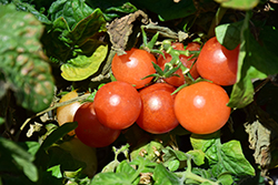 Red Robin Tomato (Solanum lycopersicum 'Red Robin') at A Very Successful Garden Center