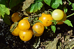 Little Birdy Yellow Canary Tomato (Solanum lycopersicum 'Yellow Canary') at A Very Successful Garden Center