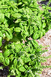 SimplyHerbs Try Basil (Ocimum basilicum 'Try Basil') at A Very Successful Garden Center