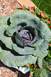 Red Express Cabbage (Brassica oleracea var. capitata 'Red Express') at A Very Successful Garden Center