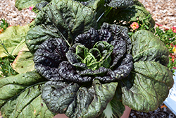 Darkibor Kale (Brassica oleracea var. sabellica 'Darkibor') at A Very Successful Garden Center