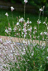 Sparkle White Gaura (Gaura lindheimeri 'Sparkle White') at A Very Successful Garden Center