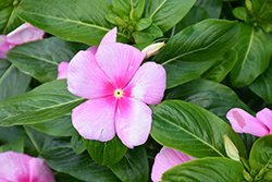 Mega Bloom Icy Pink Vinca (Catharanthus roseus 'Mega Bloom Icy Pink') at A Very Successful Garden Center