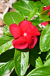 Mega Bloom Red Vinca (Catharanthus roseus 'Mega Bloom Red') at A Very Successful Garden Center