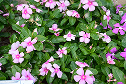Mega Bloom Icy Pink Vinca (Catharanthus roseus 'Mega Bloom Icy Pink') at A Very Successful Garden Center
