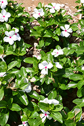 Mega Bloom Polka Dot Vinca (Catharanthus roseus 'Mega Bloom Polka Dot') at Lakeshore Garden Centres