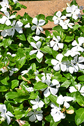 Mega Bloom White Vinca (Catharanthus roseus 'Mega Bloom White') at Lakeshore Garden Centres