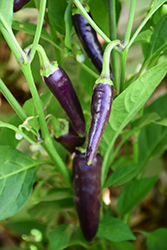 Gusto Pepper (Capsicum annuum 'Gusto Purple') at A Very Successful Garden Center