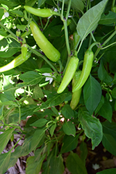 Rio Grande Hot Pepper (Capsicum annuum 'Rio Grande') at A Very Successful Garden Center