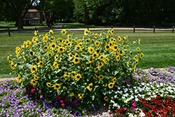 Sunfinity Sunflower (Helianthus 'Sunfinity') at Lakeshore Garden Centres