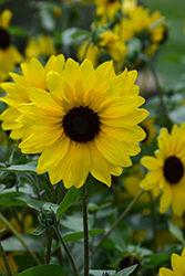 Sunfinity Sunflower (Helianthus 'Sunfinity') at A Very Successful Garden Center