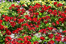Calliope Medium Dark Red Geranium (Pelargonium 'Calliope Medium Dark Red') at Lakeshore Garden Centres